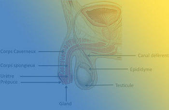 Pathologies des organes génitaux externes