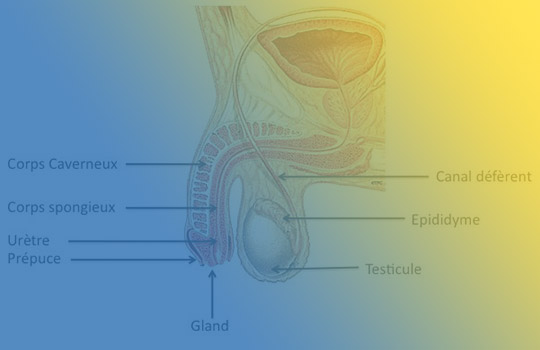 Pathologies des organes génitaux externes